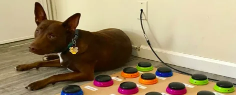 Stella, il cane che parla